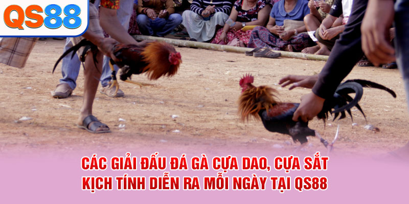 Các giải đấu đá gà cựa dao, cựa sắt kịch tính diễn ra mỗi ngày tại QS88