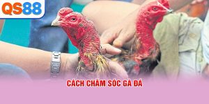 Cách chăm sóc gà đá