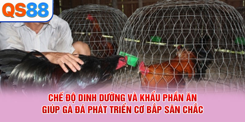 Chế độ dinh dưỡng và khẩu phần ăn giúp gà đá phát triển cơ bắp săn chắc