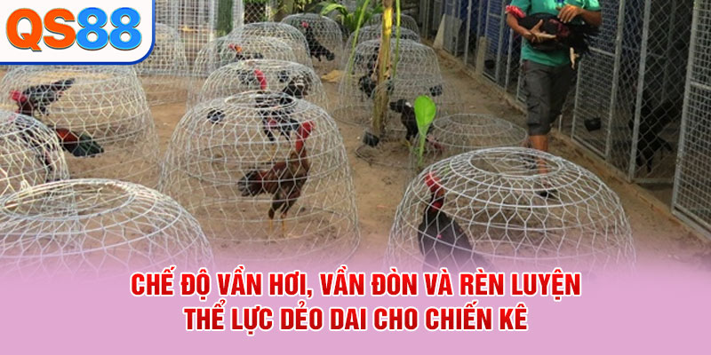Chế độ vần hơi, vần đòn và rèn luyện thể lực dẻo dai cho chiến kê