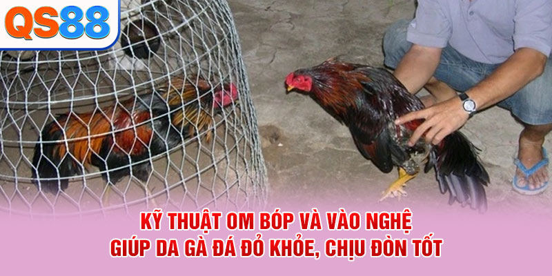 Kỹ thuật om bóp và vào nghệ giúp da gà đá đỏ khỏe, chịu đòn tốt