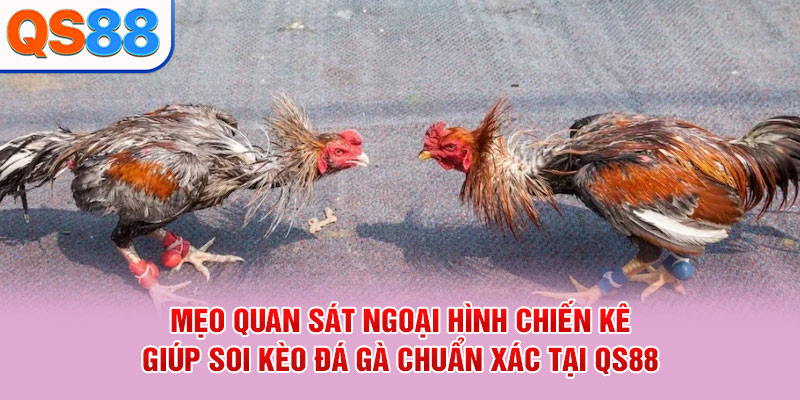 Mẹo quan sát ngoại hình chiến kê giúp soi kèo đá gà chuẩn xác tại QS88