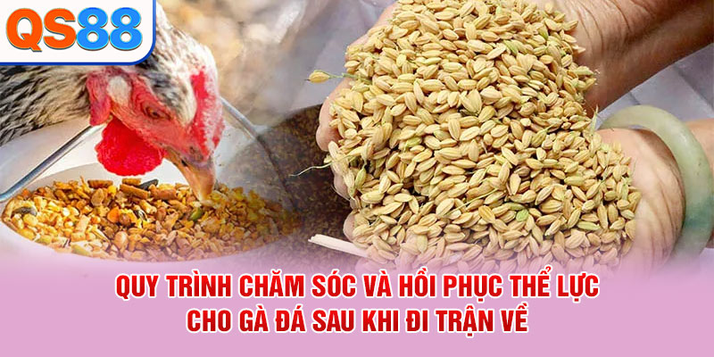 Quy trình chăm sóc và hồi phục thể lực cho gà đá sau khi đi trận về