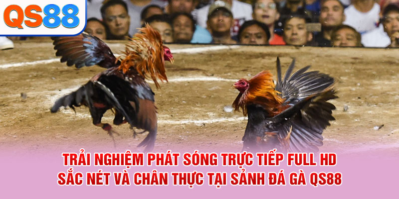 Trải nghiệm phát sóng trực tiếp Full HD sắc nét và chân thực tại sảnh đá gà QS88